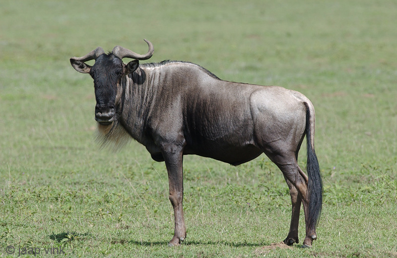 Blue Wildebeest - Blauwe Gnoe - Connochaetes taurinus