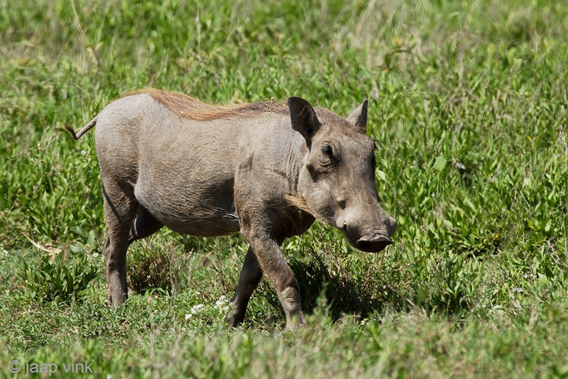 Warthog - Knobbelzwijn - Phacochoerus africanus