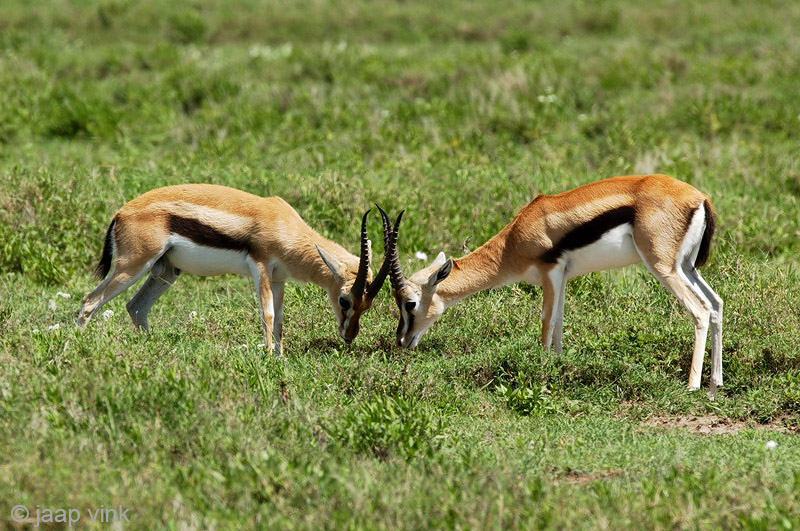 Thomsons Gazelle - Thomsongazelle - Eudorcas thomsonii