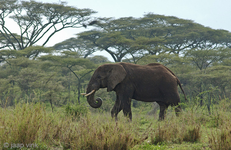 African Elephant - Afrikaanse Olifant - Loxodonta africana