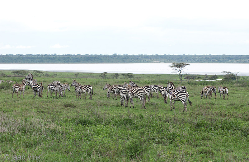 Plains Zebra - Steppezebra - Equus quagga