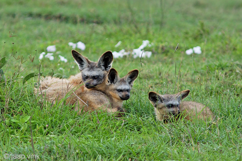 Bat-eared Fox - Grootoorvos - Otocyon megalotis