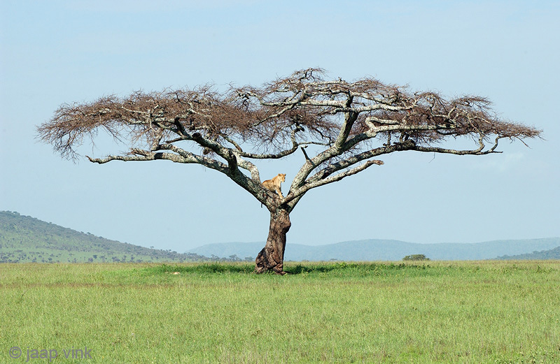 Lion - Leeuw - Panthera leo
