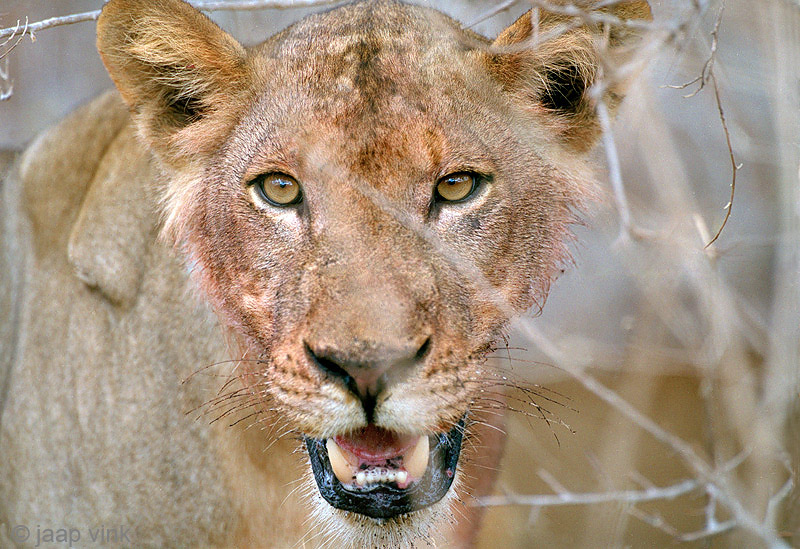 Lion - Leeuw - Panthera leo