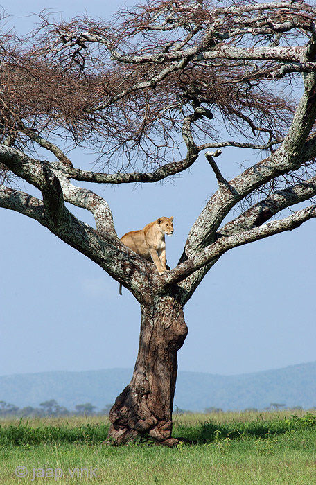 Lion - Leeuw - Panthera leo