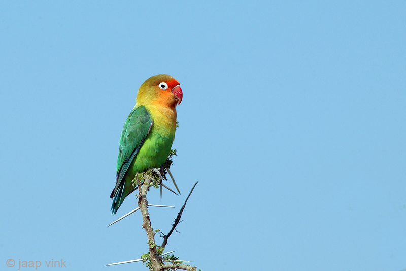 Fischers Lovebird - Agapornis fischeri