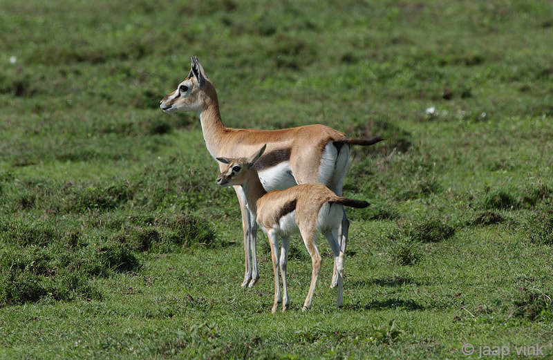 Thomsons Gazelle - Thomsongazelle - Eudorcas thomsonii
