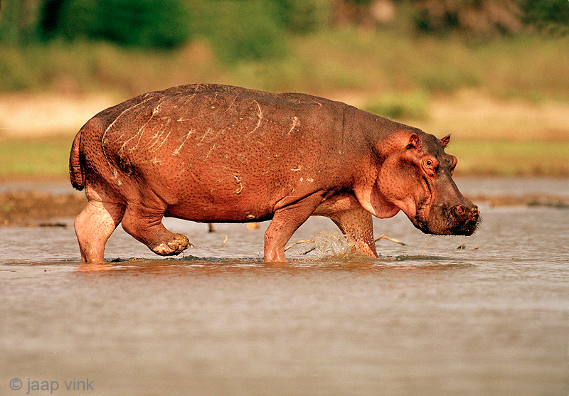 Hippopotamus - Nijlpaard - Hippopotamus amphibius