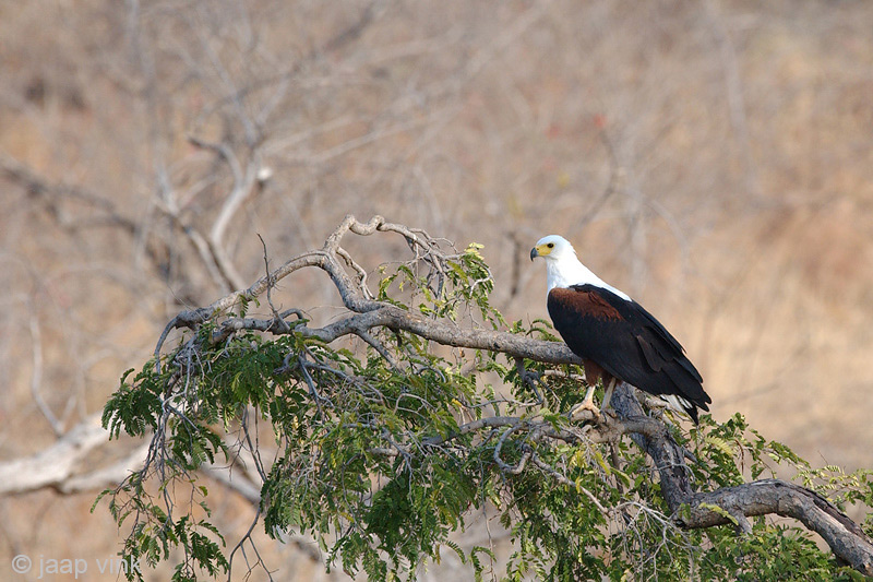 African Fish Eagle - Afrikaanse Zeearend - Haliaeetus vocifer