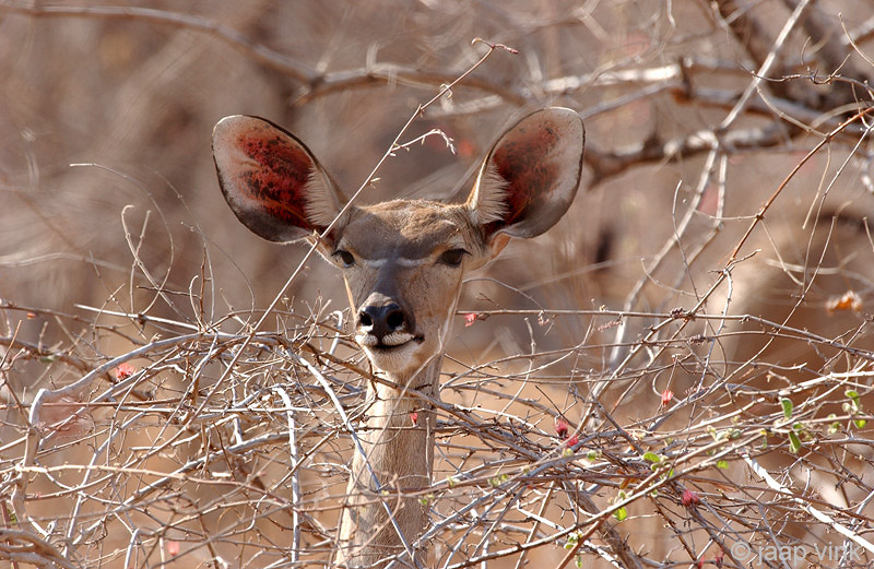 Lesser Kudu - Kleine Koedoe - Tragelaphus imberbis