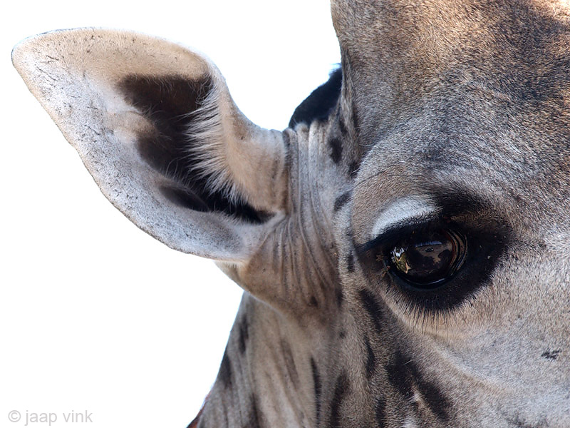 Giraffe - Giraf - Giraffa camelopardalis