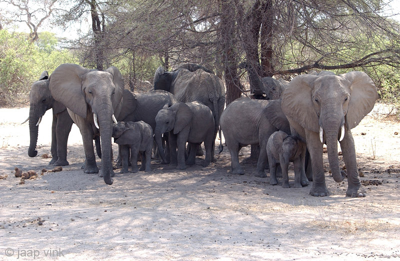 African Elephant - Afrikaanse Olifant - Loxodonta africana