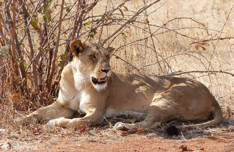 Lion - Leeuw - Panthera leo