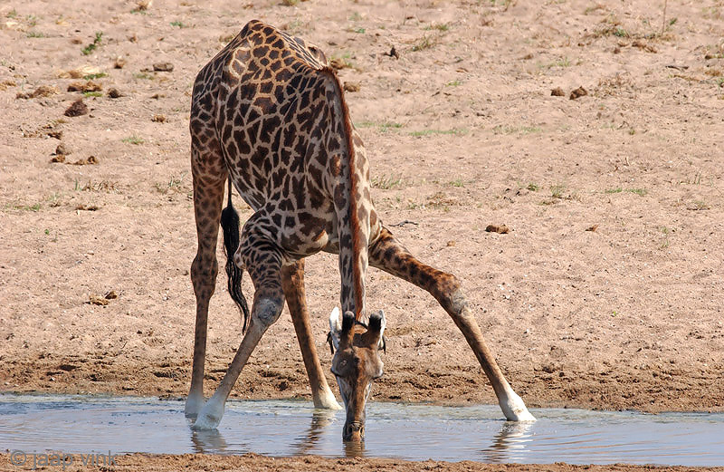 Giraffe - Giraf - Giraffa camelopardalis