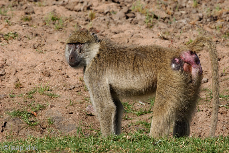 Yellow Baboon - Gele Baviaan - Papio cynocephalus
