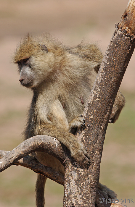 Yellow Baboon - Gele Baviaan - Papio cynocephalus