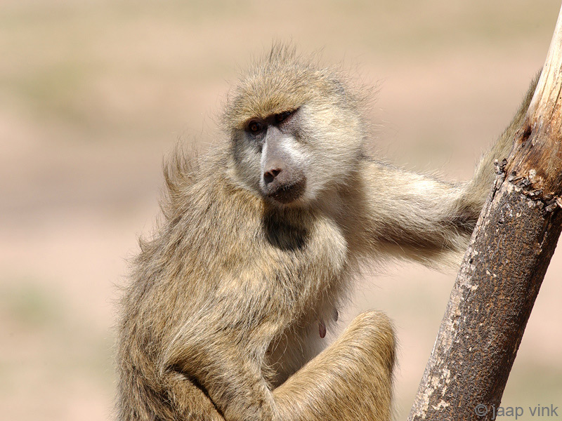Yellow Baboon - Gele Baviaan - Papio cynocephalus
