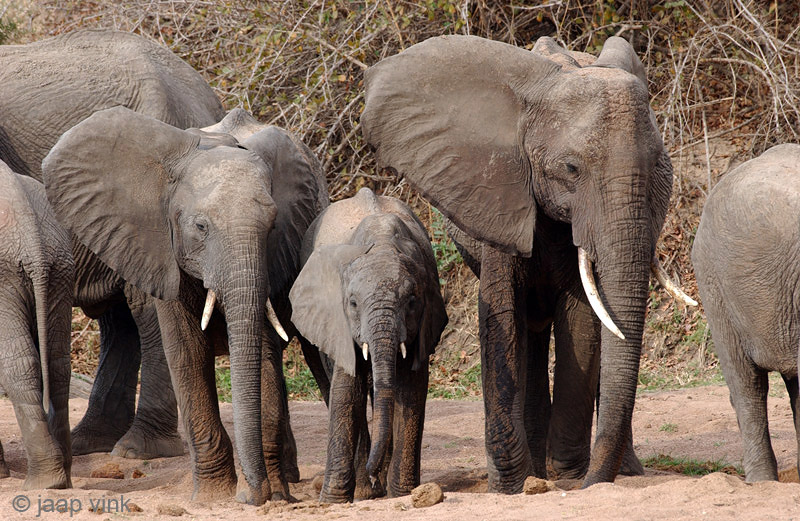 African Elephant - Afrikaanse Olifant - Loxodonta africana