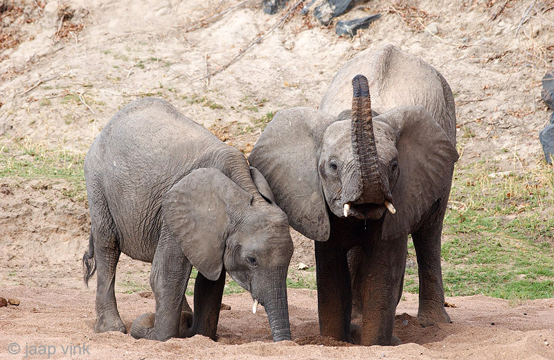 African Elephant - Afrikaanse Olifant - Loxodonta africana