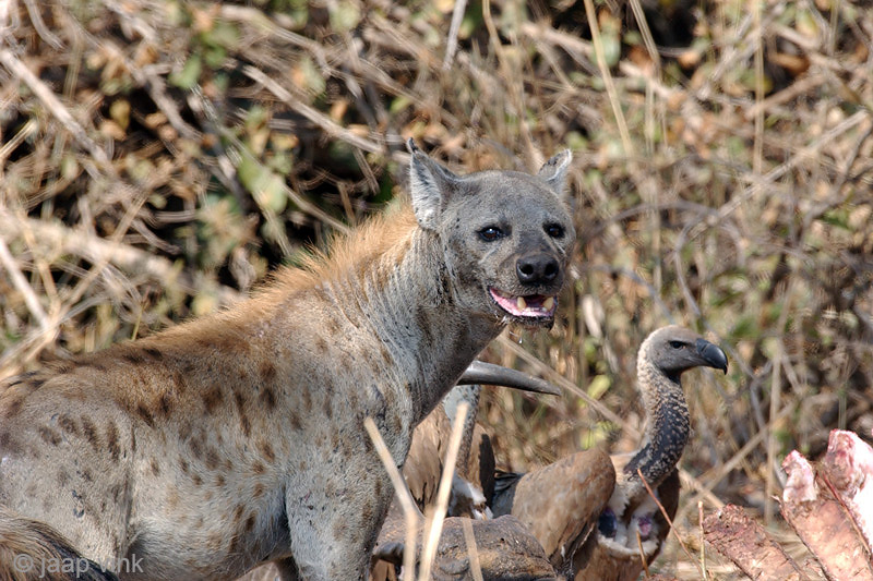 Spotted Hyena - Gevlekte Hyena - Crocuta crocuta