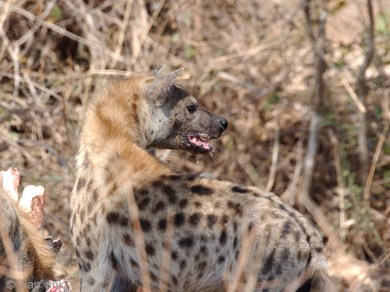 Spotted Hyena - Gevlekte Hyena - Crocuta crocuta