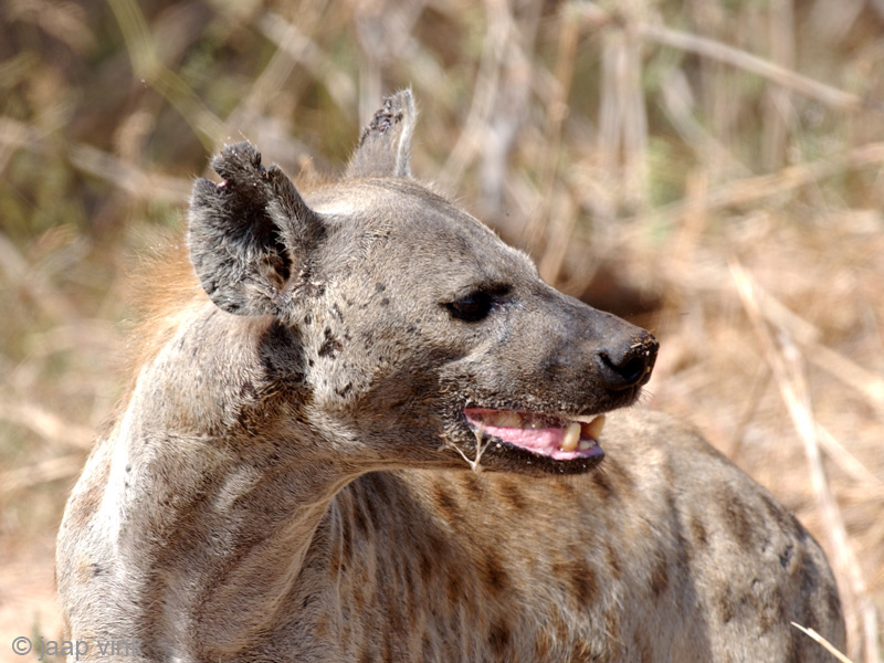Spotted Hyena - Gevlekte Hyena - Crocuta crocuta