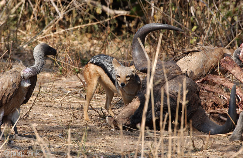 Black-backed Jackal - Zadeldekjakhals - Canis mesomelas