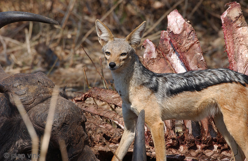 Black-backed Jackal - Zadeldekjakhals - Canis mesomelas