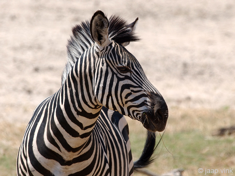 Plains Zebra - Steppezebra - Equus quagga