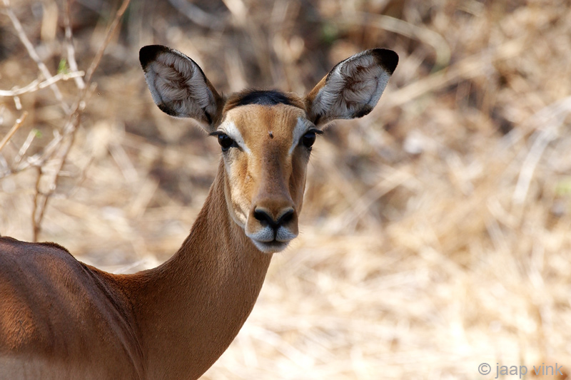 Impala - Impala - Aepyceros melampus