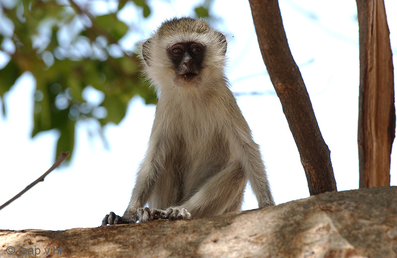 Vervet monkey - Groene Meerkat - Chlorocebus pygerythrus