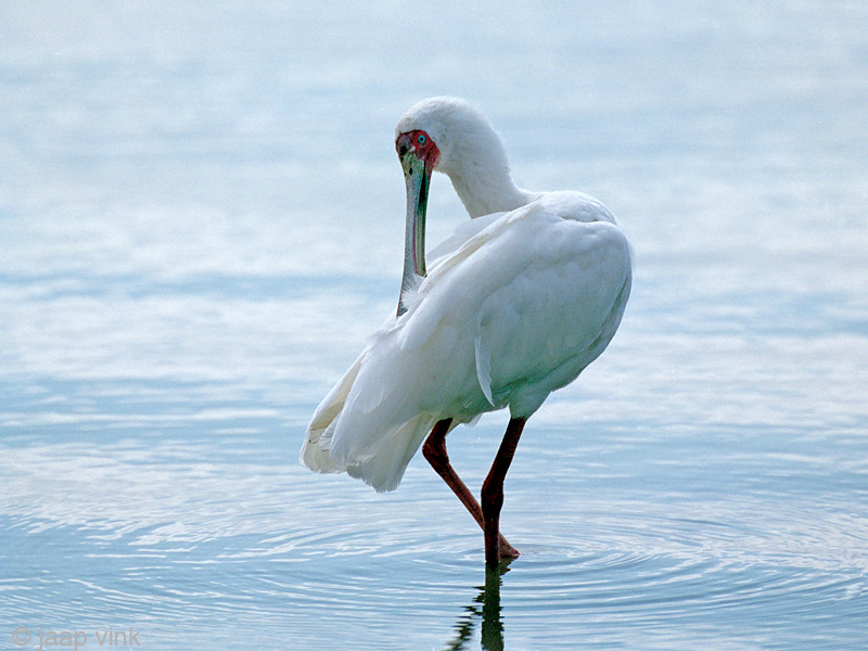 African Spoonbill - Afrikaanse Lepelaar - Platalea alba