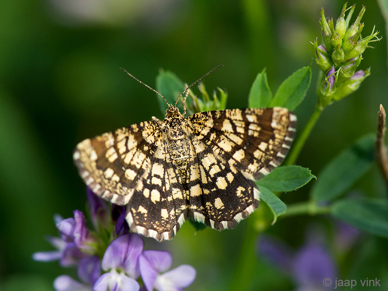 Latticed Heath - Klaverspanner - Chiasmia clathrata