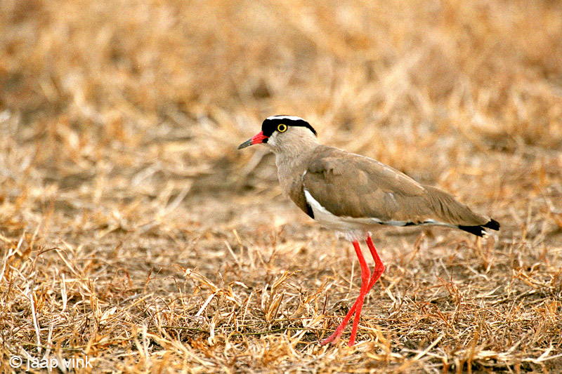 Crowned Plover - Diadeemkievit - Vanellus coronatus