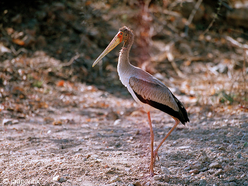 Yellow-billed Stork - Afrikaanse Nimmerzat - Mycteria ibis