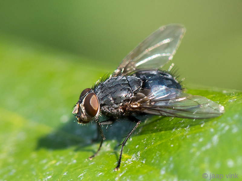 Calliphoridae - Roodwangbromvlieg - Calliphora vicina