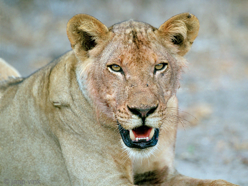 Lion - Leeuw - Panthera leo