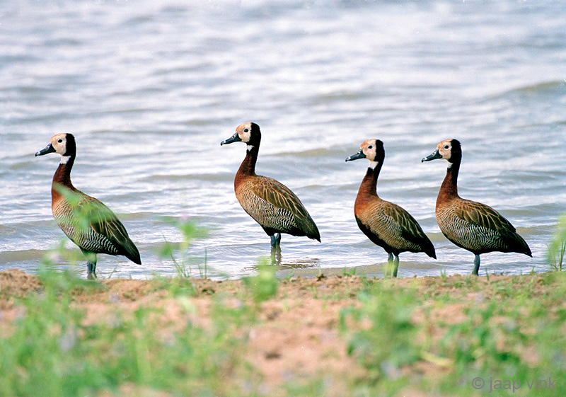 White-faced Whistling Duck - Witwangfluiteend - Dendrocygna viduata
