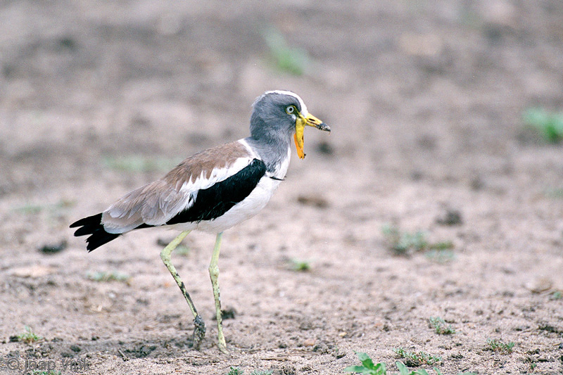White-crowned Lapwing - Witkruinkievit - Vanillus albiceps