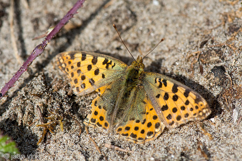 Queen of Spain Fritillary - Kleine Parelmoervlinder -  Issoria lathonia