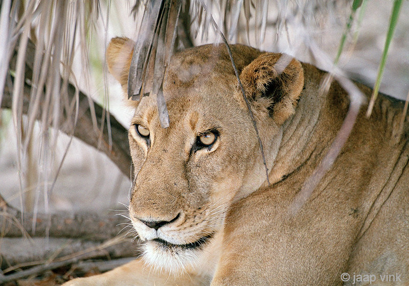 Lion - Leeuw - Panthera leo
