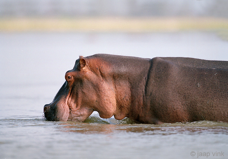 Hippopotamus - Nijlpaard - Hippopotamus amphibius