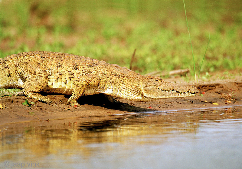 Nile Crocodile - Nijlkrokodil - Crocodylus niloticus
