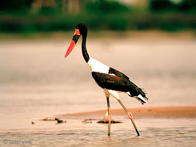 Saddle-billed Stork - Zadelbekooievaar - Ephippiorhynchus senegalensis