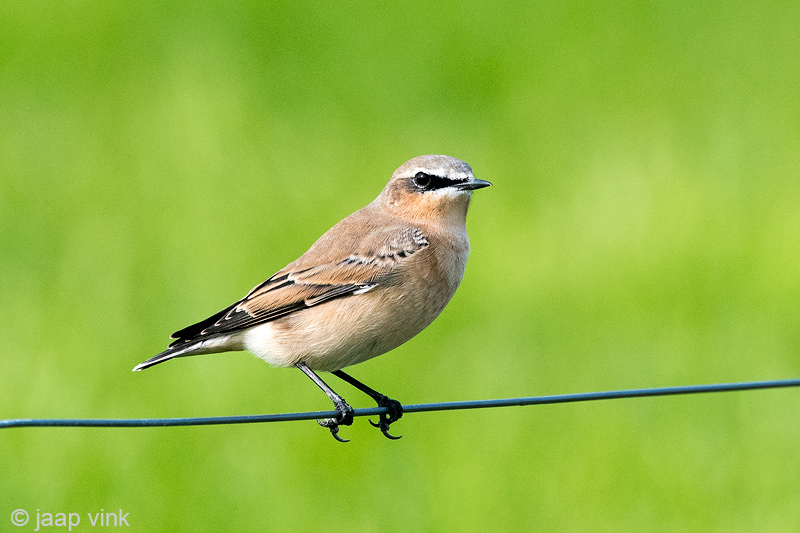Northern Wheatear - Tapuit - Oenanthe oenanthe