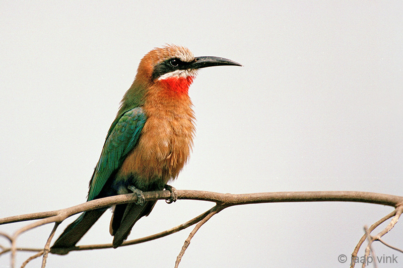 White-fronted Bee-eater - Witkapbijeneter - Merops bullockoides