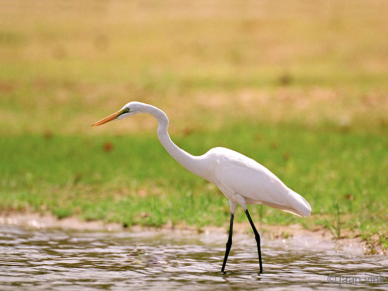 Great Egret - Grote Zilverreiger - Casmerodius albus