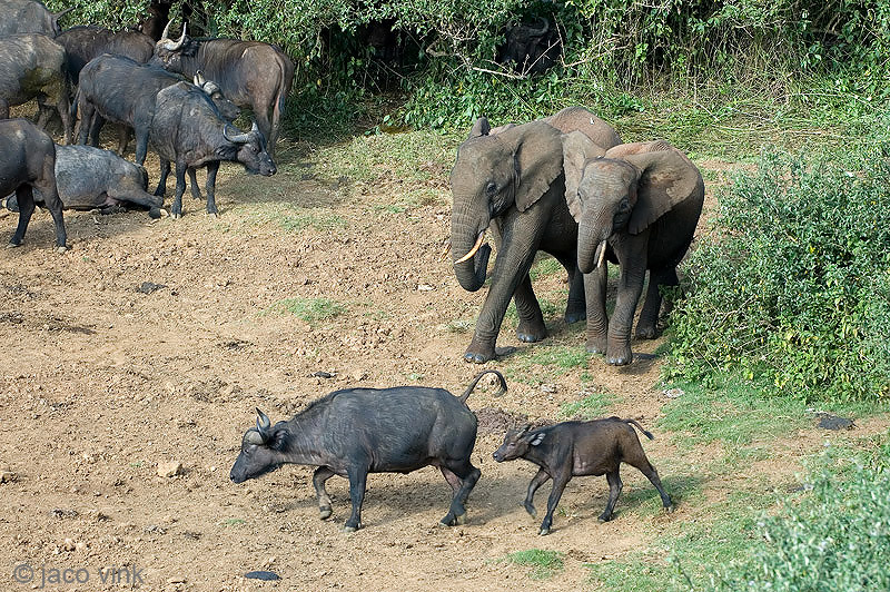 African Elephant - Afrikaanse Olifant - Loxodonta africana