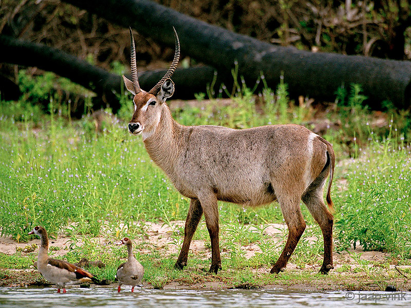 Waterbuck - Waterbok - Kobus ellipsiprymnus