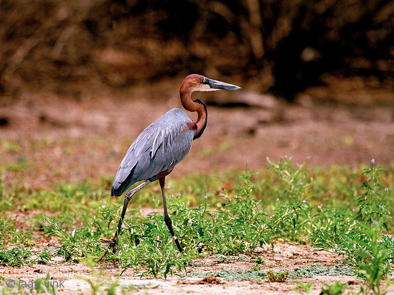 Goliath Heron - Reuzenreiger - Ardea goliath